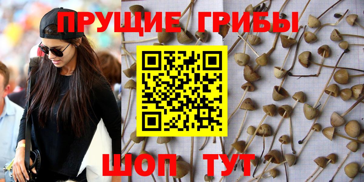 Губкин  Псилоцибиновые грибы Cubensis  Вход с VPN 